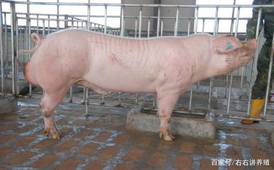 瘦肉型猪种长白猪,长白猪饲养方法,和注意事项