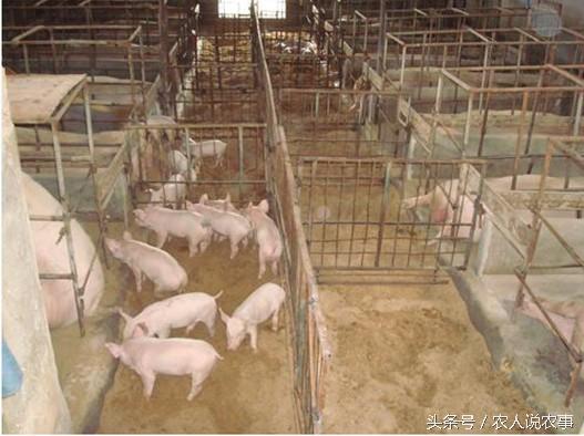 养猪,如果猪中毒了,会对周边有什么影响且如何应对?